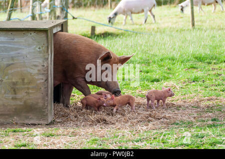 A Gloucestershire Old Spots cross sow with her litter of piglets Stock Photo