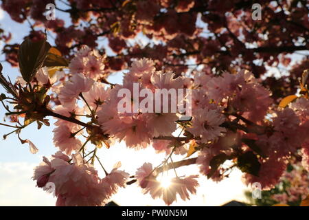 Spring flowers. Beautifully blossoming tree branch. Cherry Stock Photo