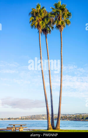 Mission Bay Park, San Diego, California, USA. Group of palm trees. Stock Photo