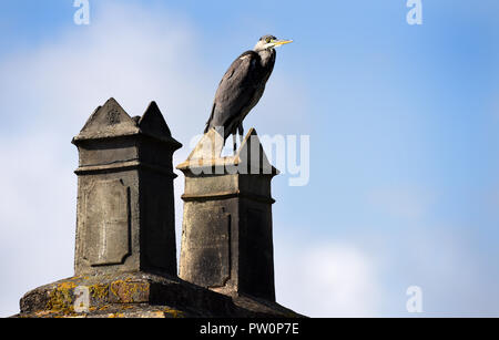 Grey Heron perched on roof chimney pot Britain Uk Stock Photo
