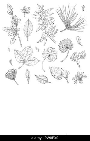 Types of leaf. Outline leaves of different types - Stock Illustration  [44764797] - PIXTA