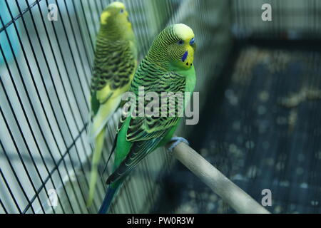 Budgie . Parakeets . Green wavy parrot sits in a cage . Rosy Faced Lovebird parrot in a cage . birds inseparable . Budgerigar on the cage. Budgie para Stock Photo
