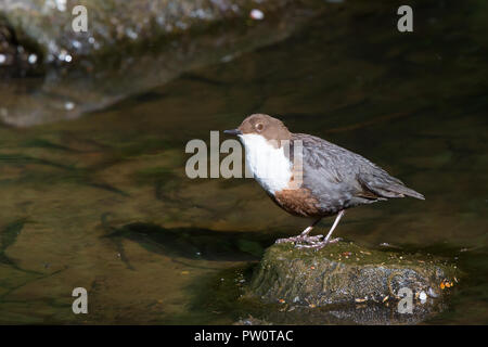 Side view close up of wild UK dipper bird (Cinclus cinclus) isolated by water, perched on rock in woodland stream, looking ahead. Stock Photo