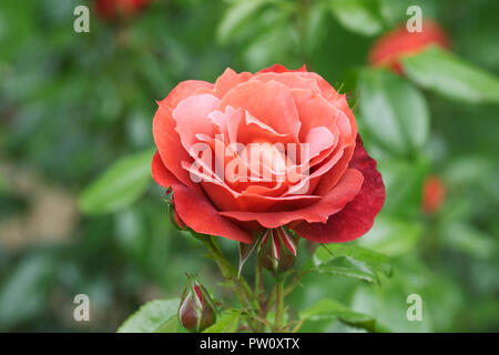 Rosa Hot Chocolate 'Wekpaltlez' flower. Stock Photo