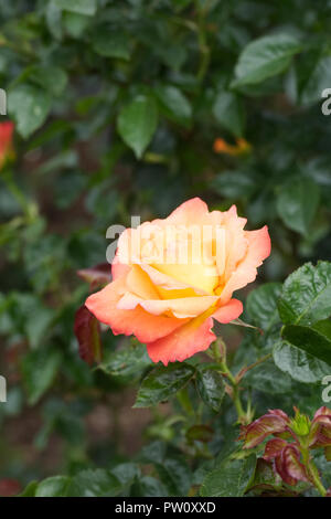 Rosa 'Jam and Jerusalem' flower. Stock Photo