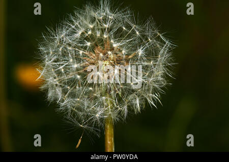 Dandelion in the flowering period is shown in close-up. Selected individual seeds with air legs, which are detached from the flower under gusts Stock Photo