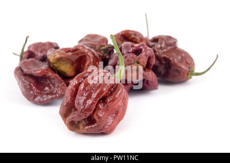 trinidad moruga scorpion chocolate extremely hot peppers variety Stock Photo