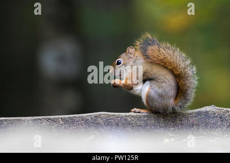 American red squirrel (Tamiasciurus hudsonicus) Stock Photo