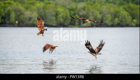 Langkawi eagles, Brahminy kite or red-backed sea-eagle flying over the waters of mangrove in Langkawi, Malaysia Stock Photo