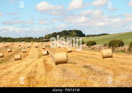 Large round straw bales in field ready to be collected and stored on farm for winter. Stock Photo