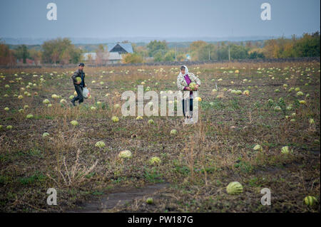 Inzhavinsky District, Tambov region, Russia. 11th Oct, 2018. Farm Osipovs. Locals collect watermelons on the field Credit: Demian Stringer/ZUMA Wire/Alamy Live News Stock Photo