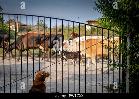 Malomirovo Bulgaria 12 October 2018: Family pet watches the herdsman walking through the rural streets taking cows out to their daily pasture after morning milking spending the day under blue skies, light cool wind. Many small rural farms in the Strandja mountians still milk by hand. Clifford Norton Alamy Live News. Stock Photo