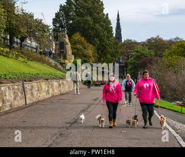 Princes Street Gardens, Edinburgh, Scotland, United Kingdom, 12th October 2018. UK Weather: A quiet morning in the city centre. Girls take Chihuahua dogs for a walk from the Edinburgh Chihuahua Cafe Stock Photo