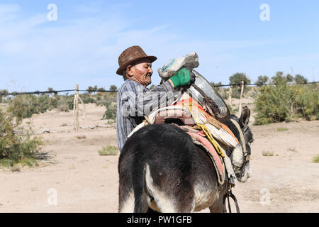 (181012) -- EJINA BANNER, Oct. 12, 2018 (Xinhua) -- Ban Du, an 81-year-old herdsman of the Mongolian ethnic group, conveys water to irrigate young trees of populus euphratica, commonly known as desert poplar, in Ceke Gacha of Ejina Banner, north China's Inner Mongolia Autonomous Region, Sept. 24, 2018. Ceke Gacha, a village in the Badain Jaran Desert, is known for its dry weather and tough environment. However, Ban Du, unlike other herdsmen, is unwilling to leave his hometown and be relocated to a city house offered by the local government. He has contracted a grassland in the desert and takes Stock Photo