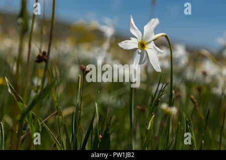 Poet's Daffodil, Pheasant Eye Narcissus. Abruzzo Stock Photo