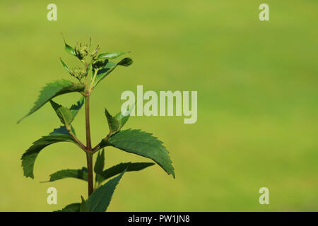 Closed up young tree leaves in the sunlight with blurred vibrant green grass field in background Stock Photo