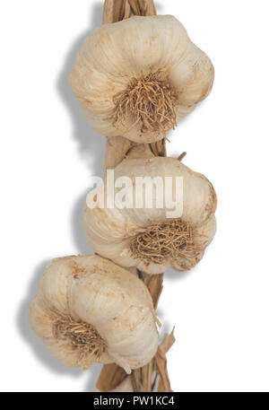 Three garlic heads drying on the white background Stock Photo