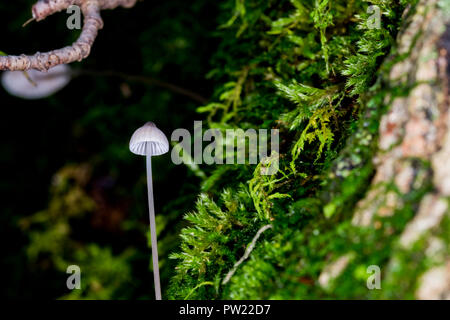 Little white mushroom growing on wood around moss in the forest. Tiny single white toadstool mushroom close up. Mycena erubescens gilled fungi in its Stock Photo