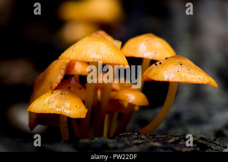 Extreme close up of tiny orange Mushrooms on the forest floor. Autumn fungi growing outdoors in nature. Stems and caps of Mycena Leaiana mushrooms. Stock Photo