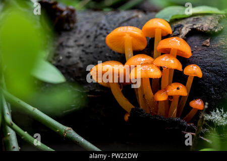 Small Orange mushrooms growing out of wood on the forest floor. Fruiting bodies of delicate fungi. Mycena Leaiana mushrooms close up. Stock Photo