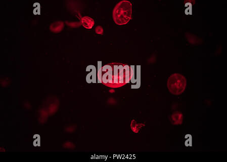Red jellyfish in dark aquarium with many other jellies floating on the background Stock Photo