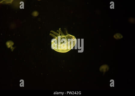 Yellow jellyfish in dark aquarium with many other jellies floating on the background Stock Photo