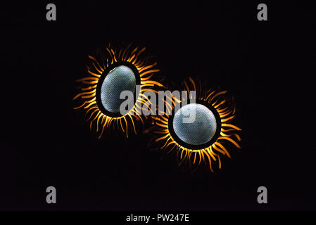 Decorative grey-yellow sunflowers that look like sunglasses on the dark black background Stock Photo