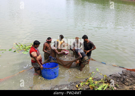 Fishermen catches of their cultivated fish at a pond at Shibganj in Bogra, Bangladesh. Stock Photo