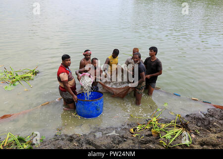 Fishermen catches of their cultivated fish at a pond at Shibganj in Bogra, Bangladesh. Stock Photo