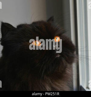 Black cat Stock Photo