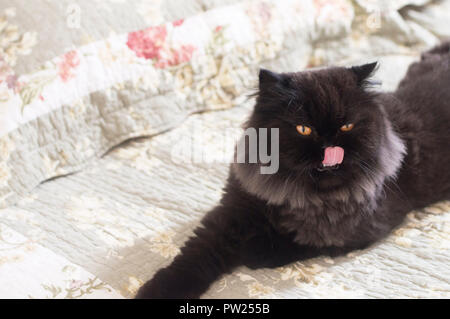 Bilu - This is an amazing and beautiful black cat. From São Paulo, Brazil. Stock Photo