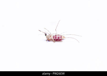 Asian tiger mosquito with bellyful of blood isolated on white background Stock Photo