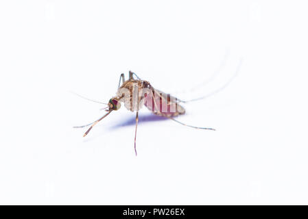 Asian tiger mosquito with bellyful of blood isolated on white background Stock Photo