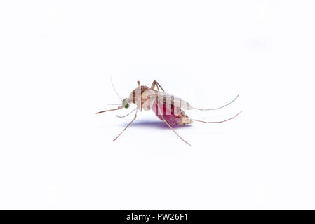 Asian tiger mosquito with bellyful of blood isolated on white background Stock Photo