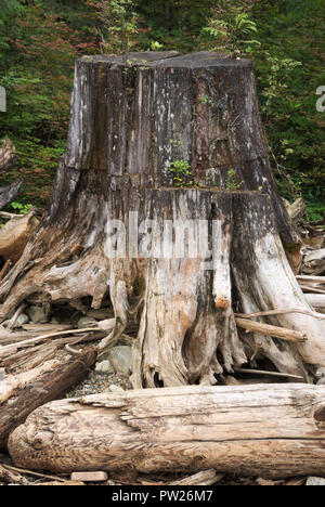 Plant growing from a nurse stump at Stave Lake in Mission, British Columbia, Canada Stock Photo