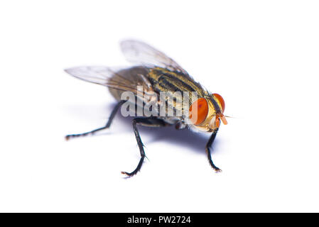 Common housefly isolated on white background Stock Photo