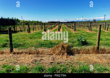Herbicide use on a New Zealand apple trees and fence line Stock Photo