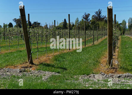 Herbicide use on a New Zealand apple orchard under rows of apple trees Stock Photo
