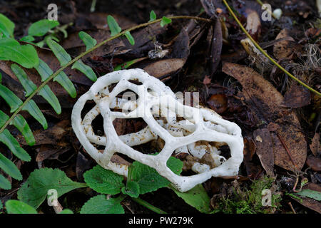 Basket fungus or the white basket fungus on a forest floor Stock Photo