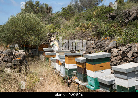 Beekeepers inspect honey combs Stock Photo