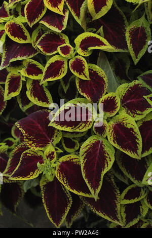 Colourful leaves of Flame Nettle Solenostemon (called also Coleus) Stock Photo