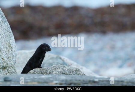 Mink On Rocks Stock Photo - Alamy