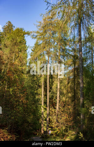Autumn colours in woodlands with walkes enjoying the sunshine. Stock Photo