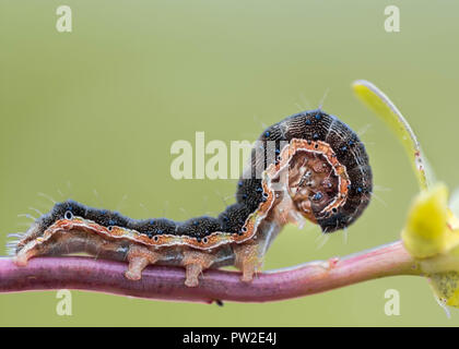 A small black with stripes caterpillar on a stem bends its head. Macro shot.