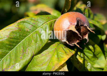Common medlar fruit of the medlar tree Stock Photo