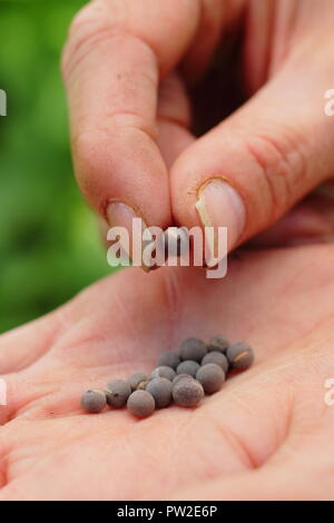 Lathyrus odoratus. Sweet pea seed 'Spencer' variety in a gardener's hand ready for planting straight from the packet, UK Stock Photo