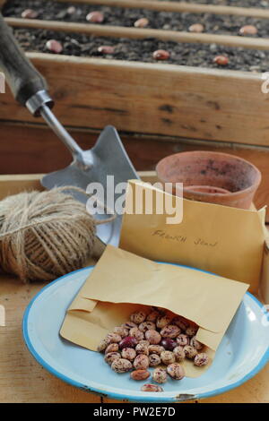 Borlotti beans seeds 'Lingua di fuoco' variety in paper envelope potting shed ready to plant out, UK Stock Photo