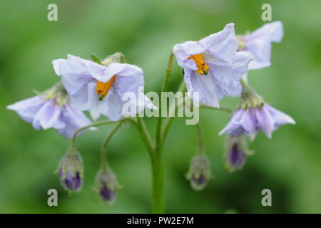 Solanum tubersoum 'Rocket', a first early potato variety in flower in an English kitchen garden, UK Stock Photo