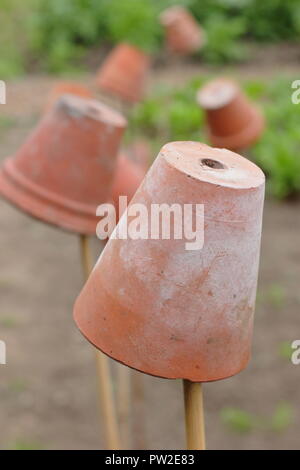 Cane toppers. Clay pots on garden canes to mark out vegetable beds and help prevent eye injury when bending down Stock Photo