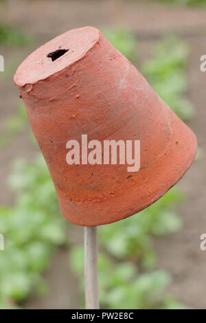 Cane toppers. Clay pots on garden canes to mark out vegetable beds and help prevent eye injury when bending down Stock Photo